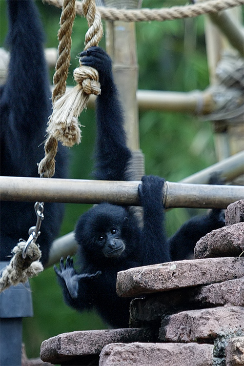 Baby acrobat