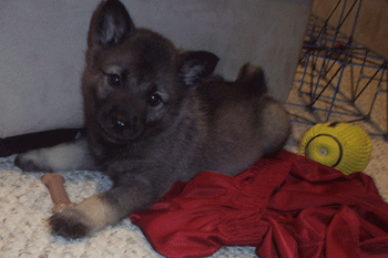 Baby Atlas