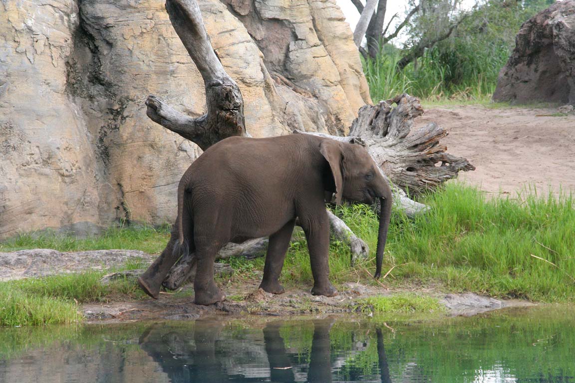 Baby Elephant on Kilimanjaro Safari.