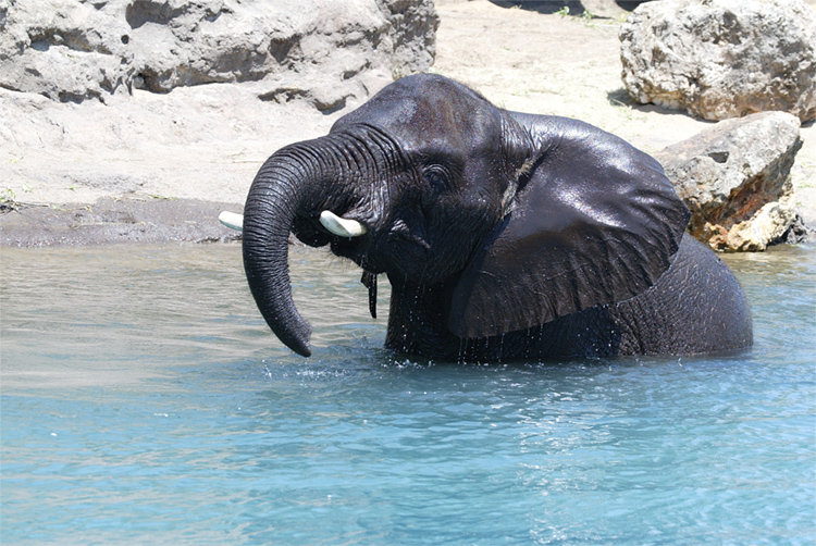 Baby Elephant