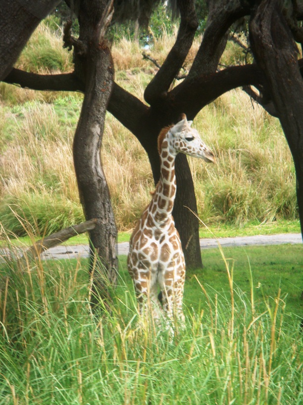 Baby Giraffe!
