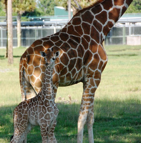 Baby Giraffe