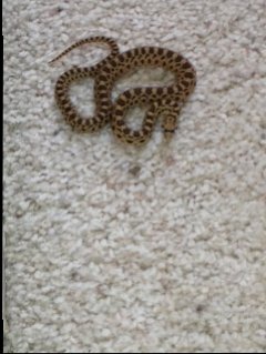 Baby Rattlesnakce