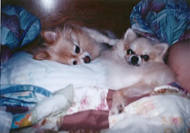 Baby_and_Buddy