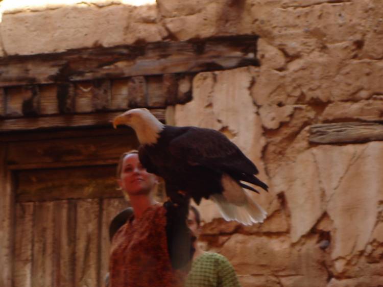 Bald Eagle at Flights of Wonder