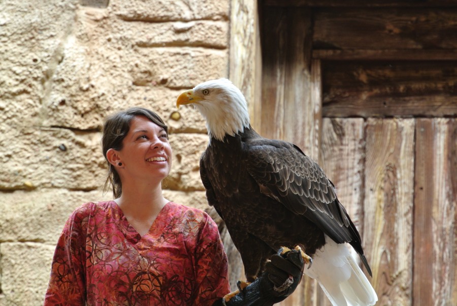 bald eagle