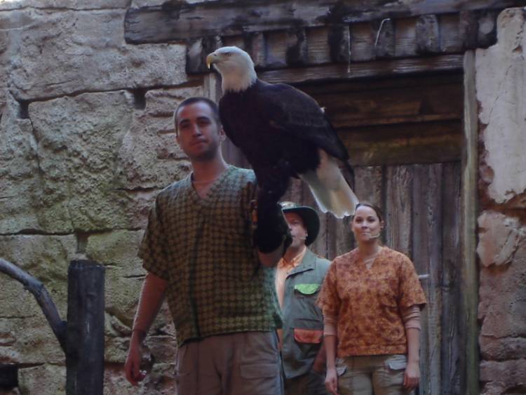 Bald Eagle