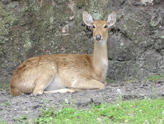 Bambi