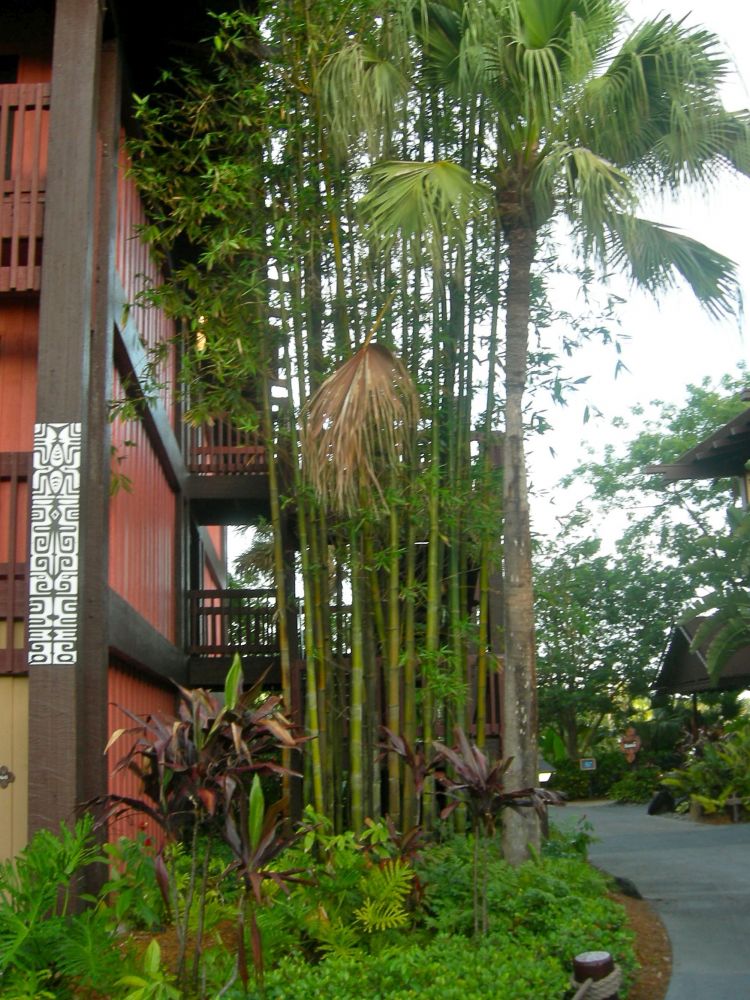 Bamboo