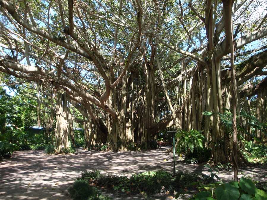 Banyan Tree