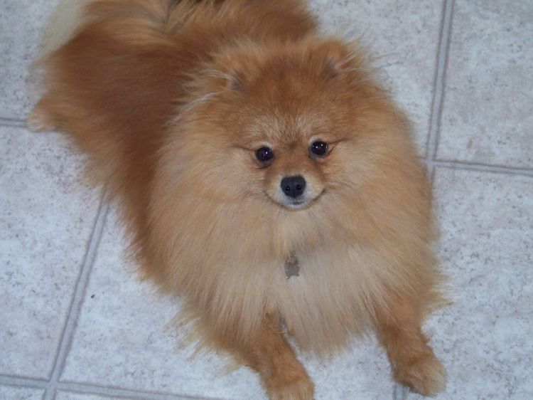 Barkley 2009