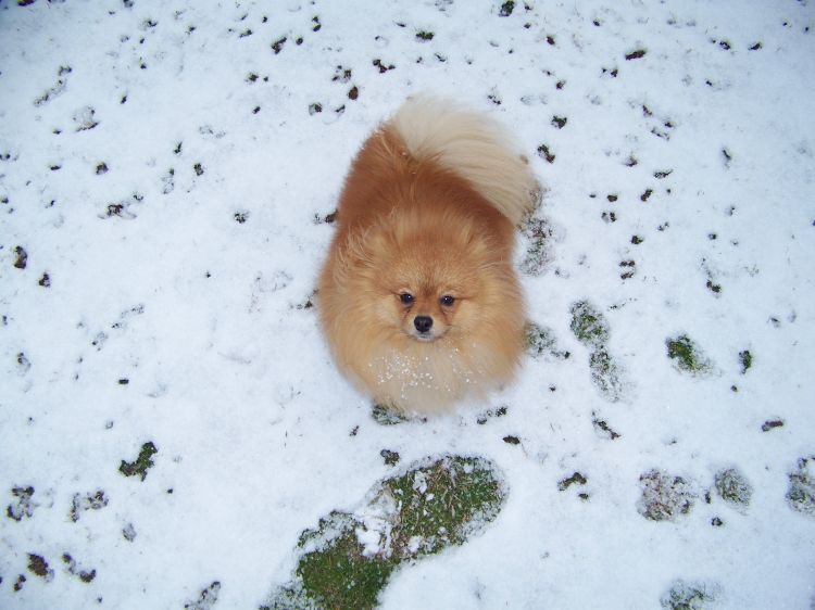 Barkley in the snow 2009