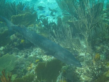 Barracuda at reef near Castaway Cay