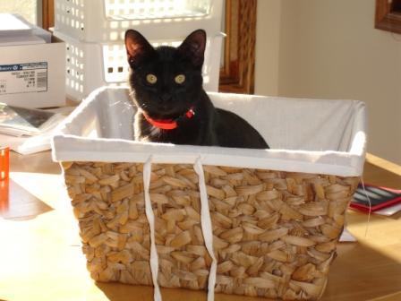 basket
