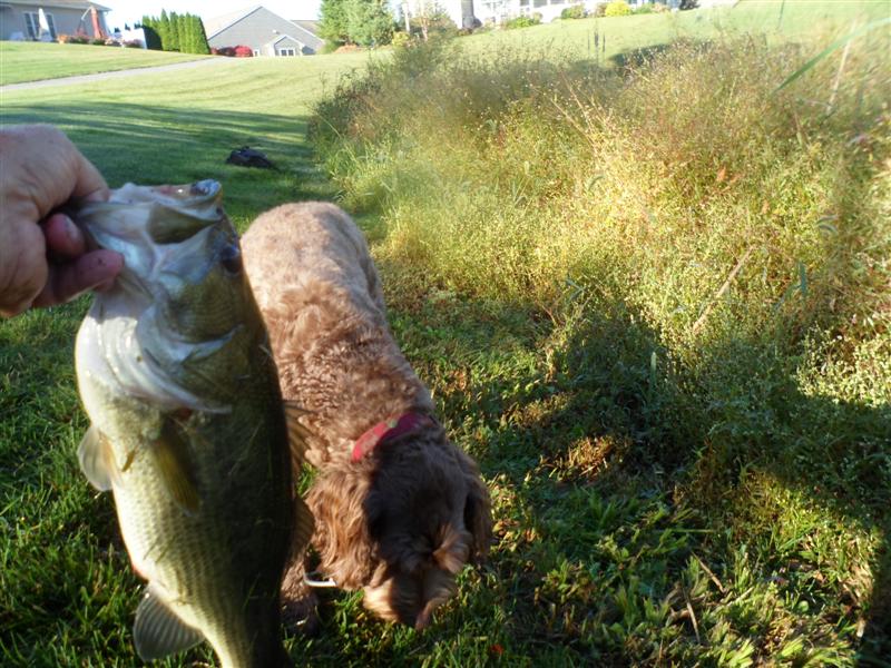 Bass