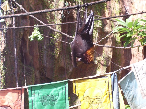 bat
