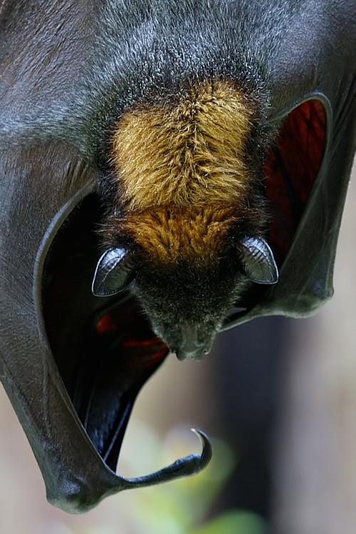 Bat