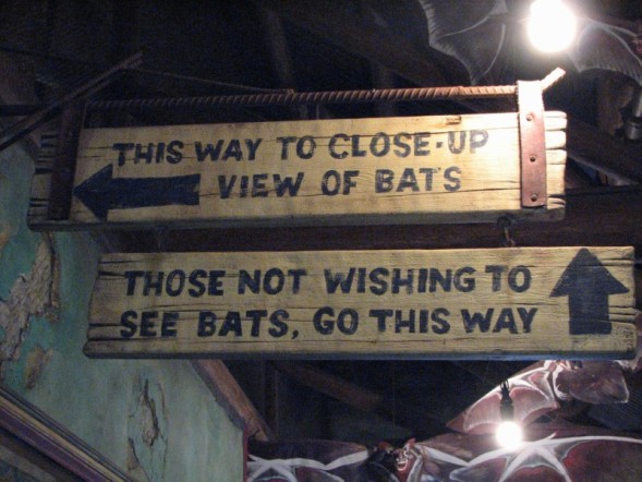 bats