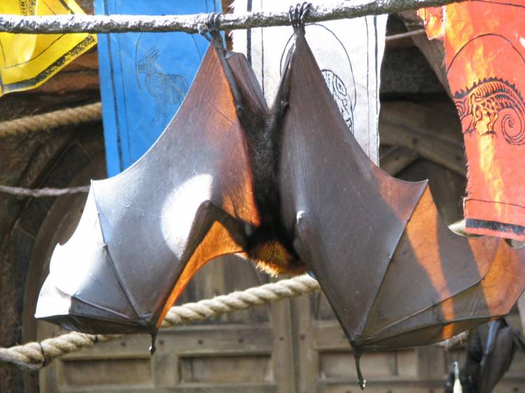 Bats