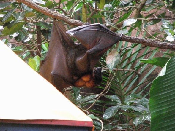 bats1