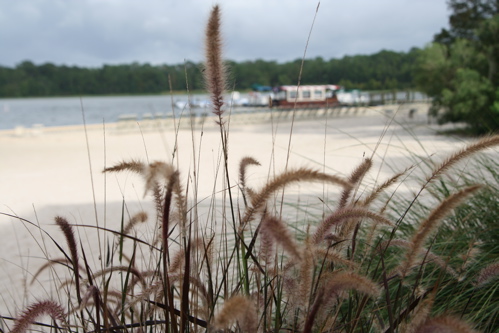 Beach - Wilderness Lodge