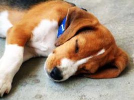 Beagle_FLASH_sleep5-A