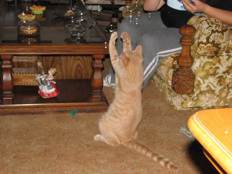 Bear playing with bubbles