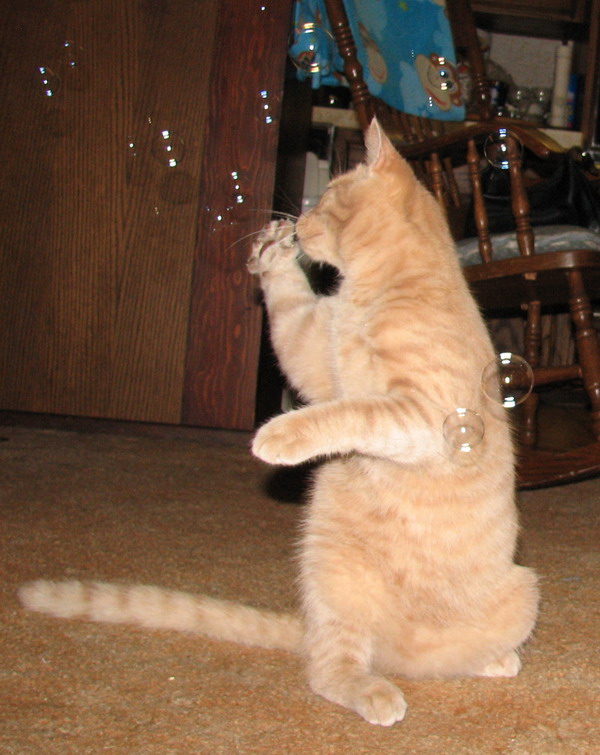 Bear playing with bubbles