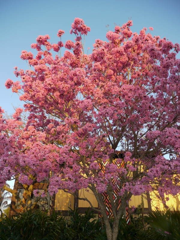 Beautiful tree