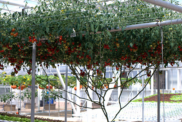 Behind the Seeds