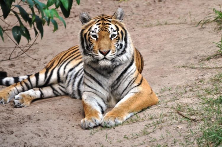 Bengal Beauty