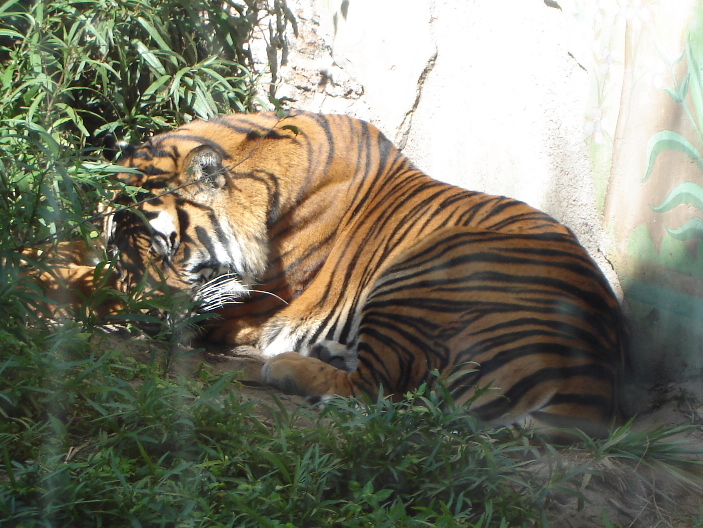 Bengal Tiger