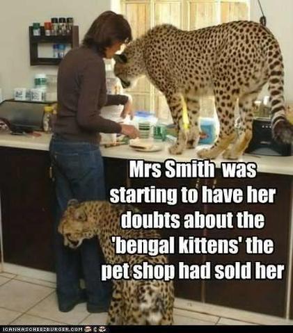 bengals1