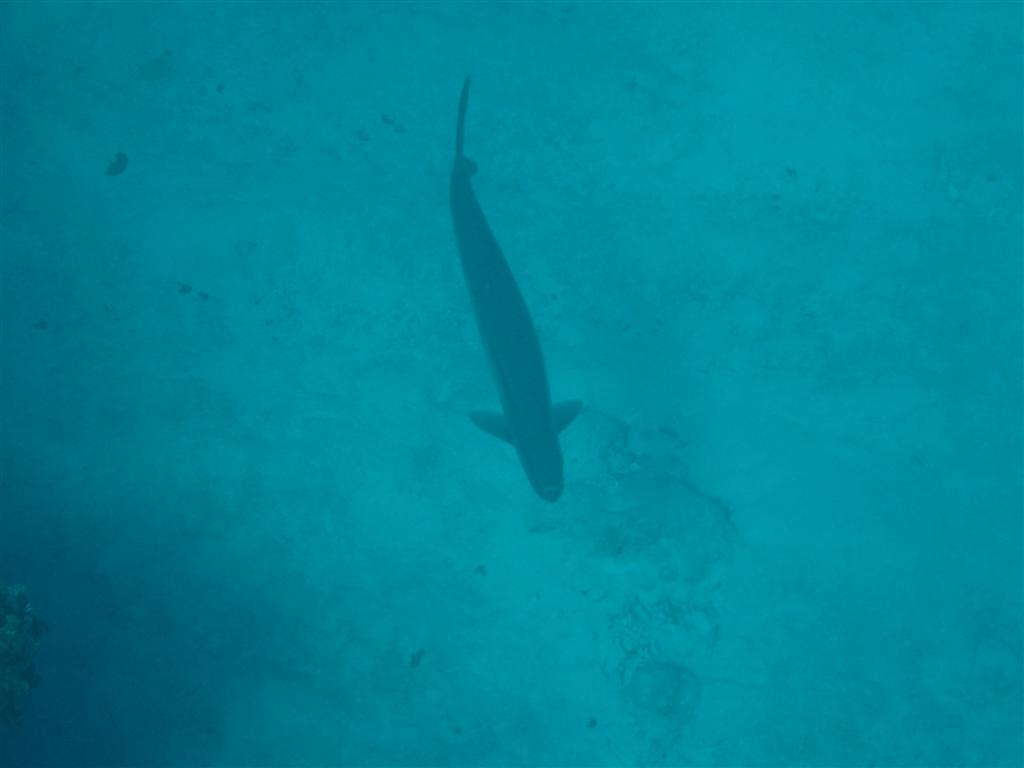 Big Fish (not the movie)