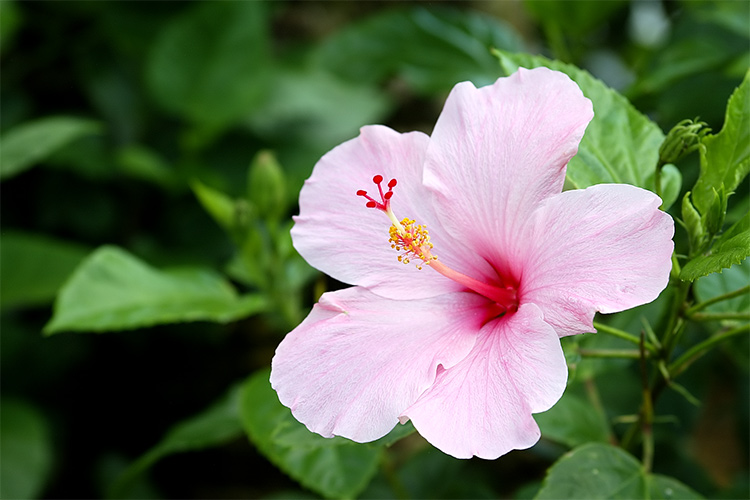 Big Flower
