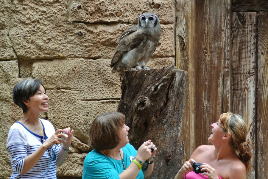 big owl