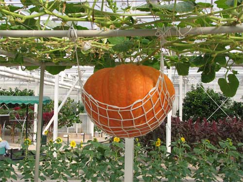 Big Pumpkin