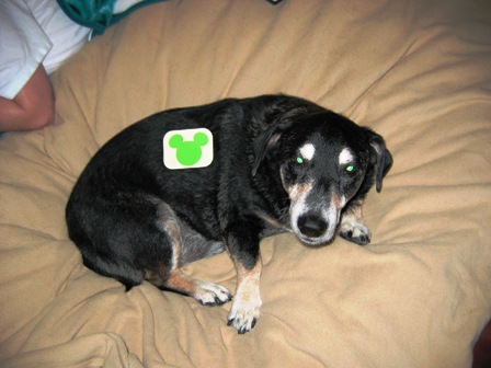 bingo and lime green mickey