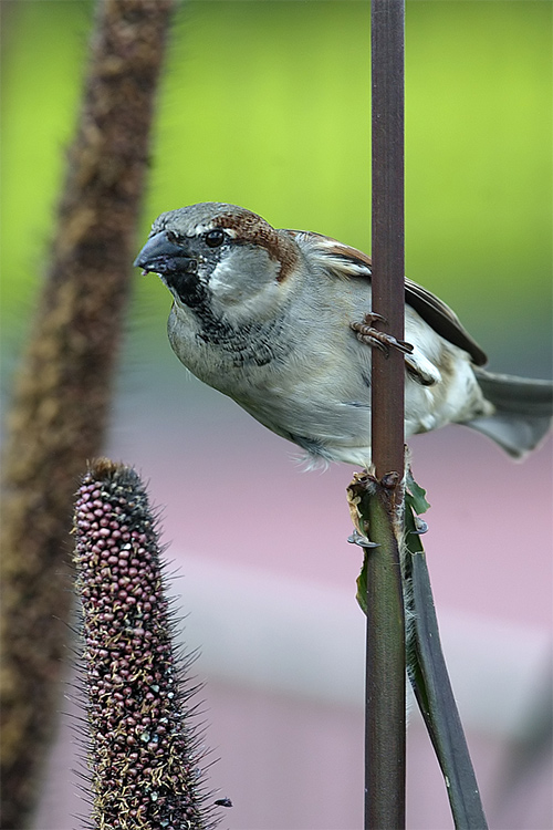 Bird eating seeds