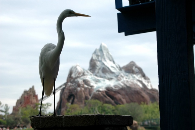 Bird with EE background at AK
