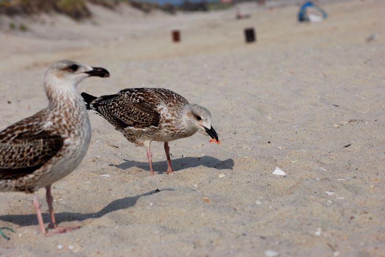 Bird_eating_up_close