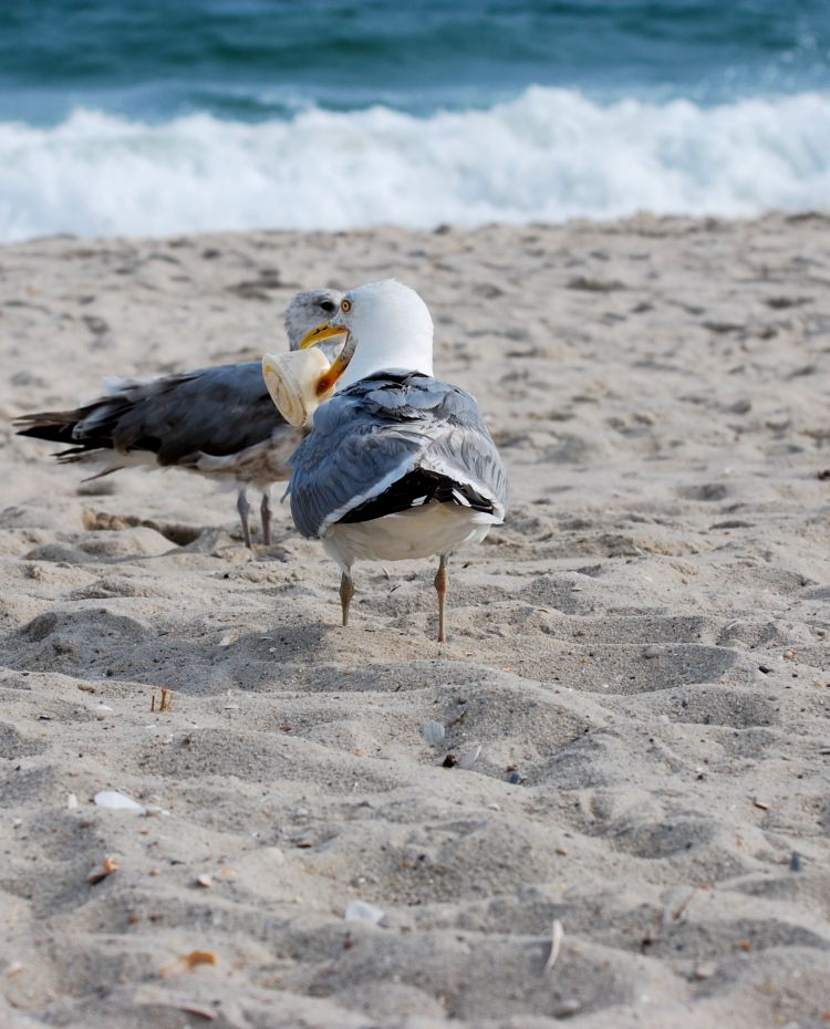 Bird_eating_up_close_1