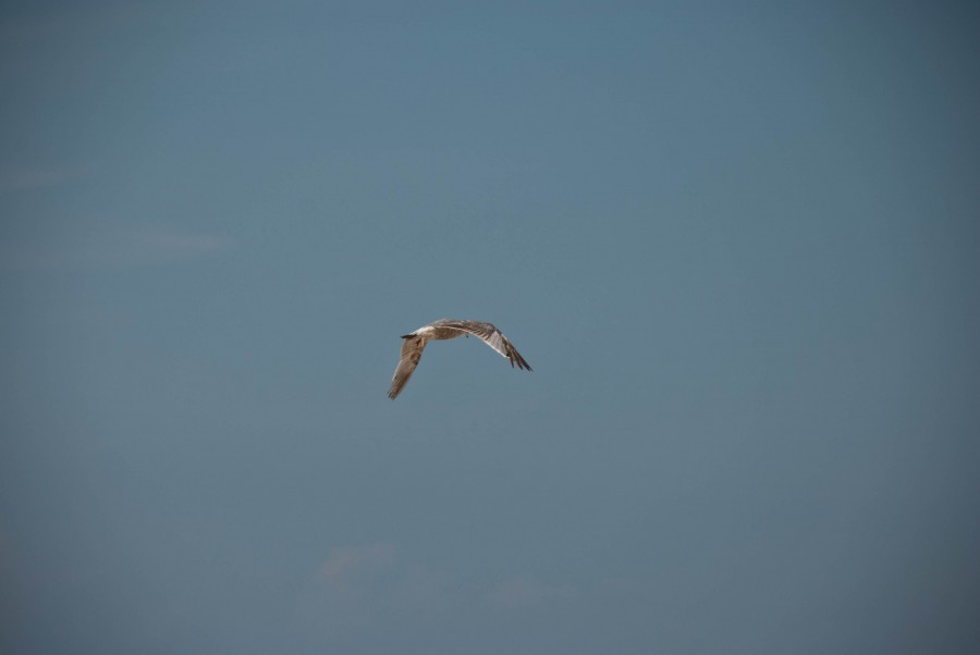 Bird_in_flight_4