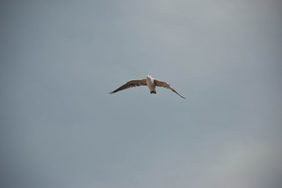 Bird_in_flight_5