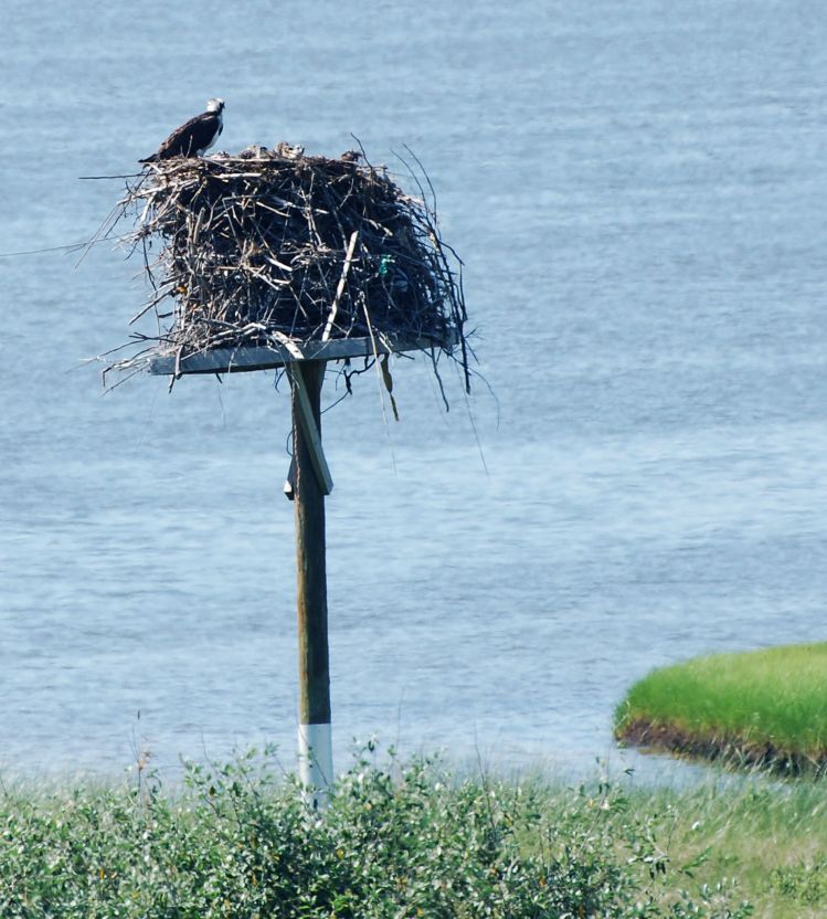 bird_nest_2