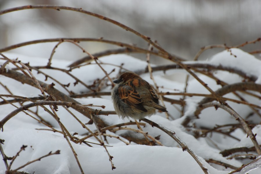 Bird_of_winter
