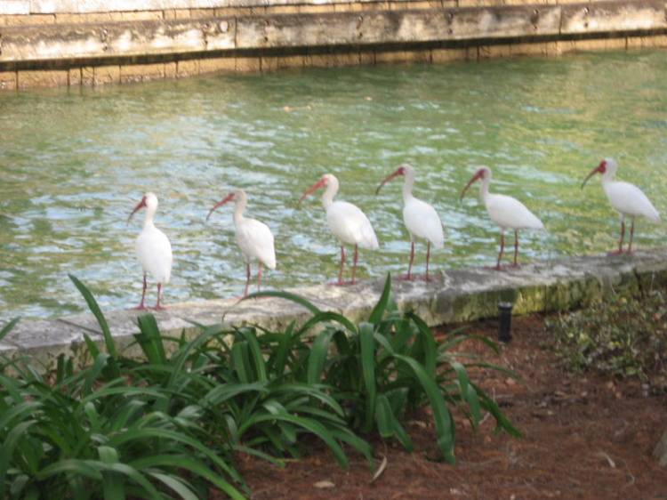 birds