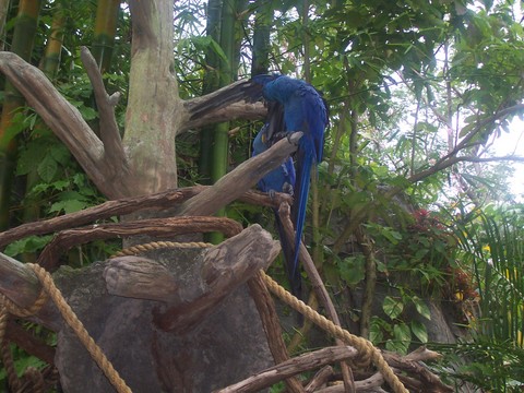 birds