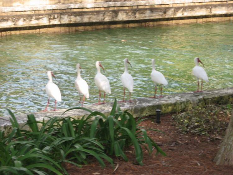 birds21
