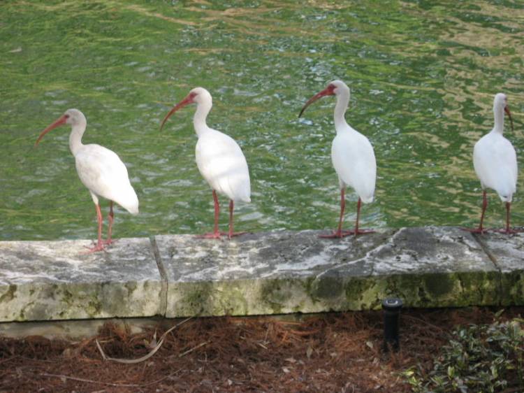 birds3